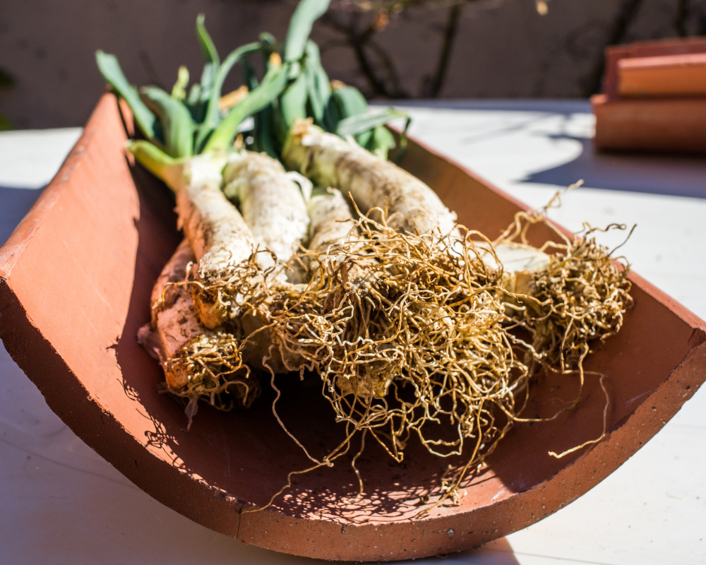 calçots