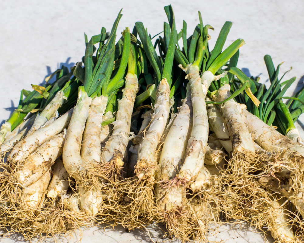 Imatge inici calçots