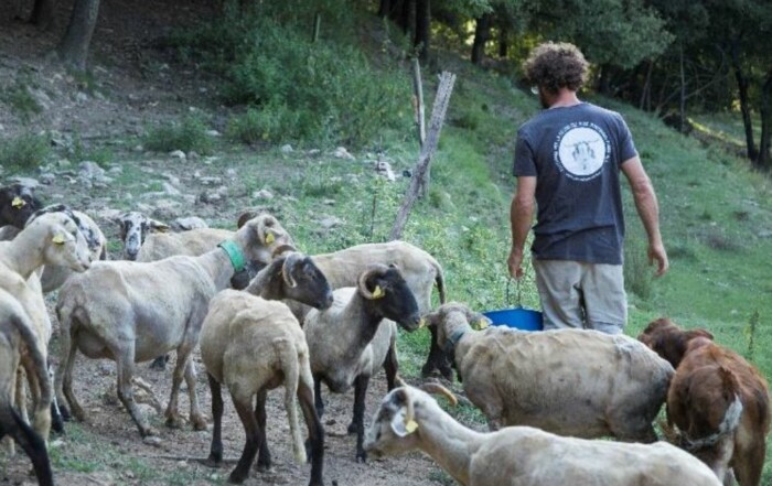 ramats de foc
